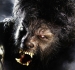 wolfmanco0.jpg